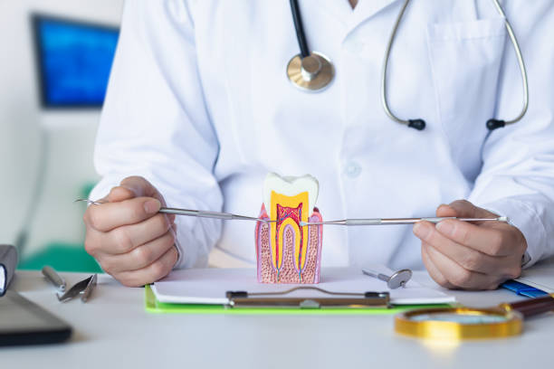 Best Urgent Tooth Repair  in Shady Hills, FL